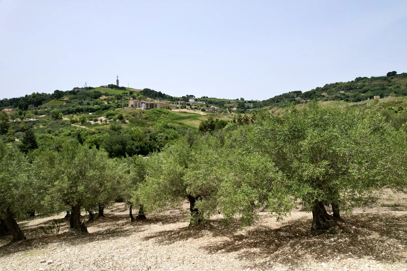 Old olive trees with thick, twisted trunks on the Monte family farm in Salemi, where the olives for this oil are grown