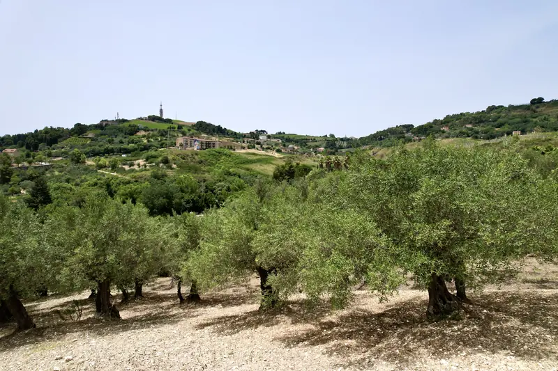 Old olive trees with thick, twisted trunks on the Monte family farm in Salemi, Sicily