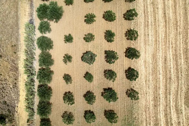 Olive canopies in rows seen from above beside a harvested wheat field near Salemi