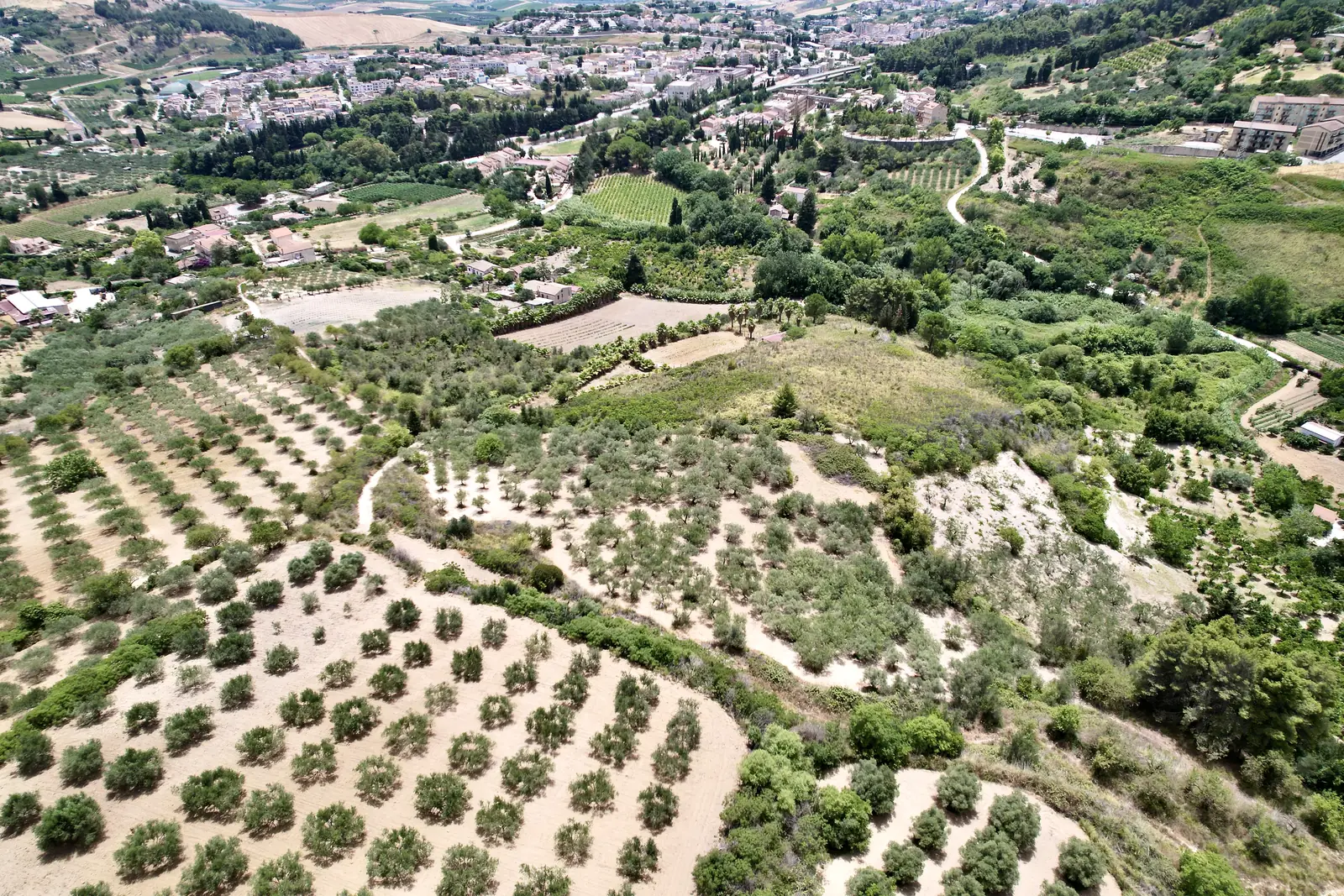 Olive groves on the slopes below the town of Salemi, Trapani, where the olives for Castruriali are grown