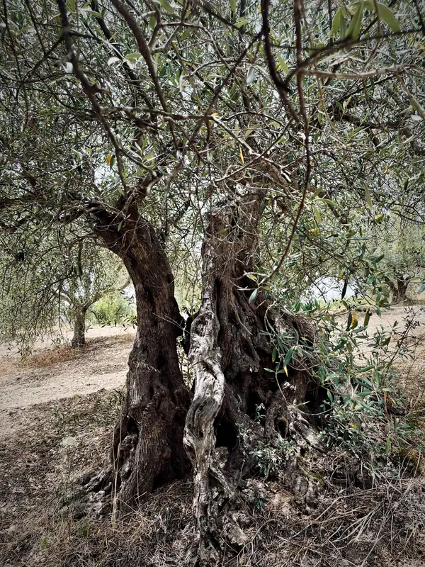 An ancient olive tree in the hills of Salemi, Trapani, Sicily